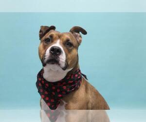 Bullboxer Pit Dogs for adoption in Fort Collins, CO, USA