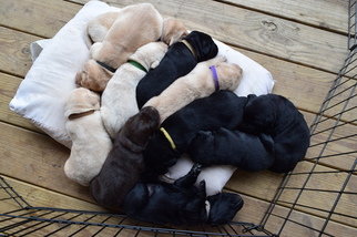 Labrador Retriever Puppy for sale in EASTMAN, GA, USA