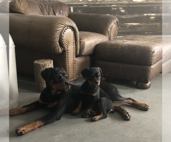Medium Photo #22 Rottweiler Puppy For Sale in BRIGHTON, CO, USA