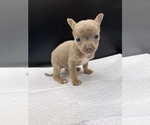 Small Photo #2 Chihuahua Puppy For Sale in SAINT AUGUSTINE, FL, USA