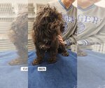 Small Photo #1 Lhasa Apso-Unknown Mix Puppy For Sale in Chico, CA, USA