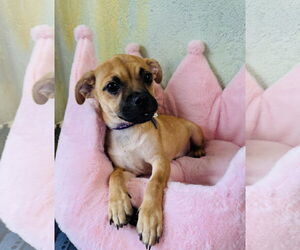Pug-Unknown Mix Dogs for adoption in Marina Del Rey, CA, USA