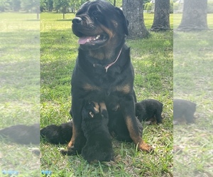 Mother of the Rottweiler puppies born on 04/02/2021