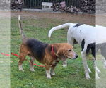 Small #3 Beagle