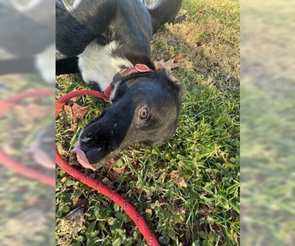 Medium Photo #3 Labrador Retriever-Unknown Mix Puppy For Sale in Sparta, TN, USA