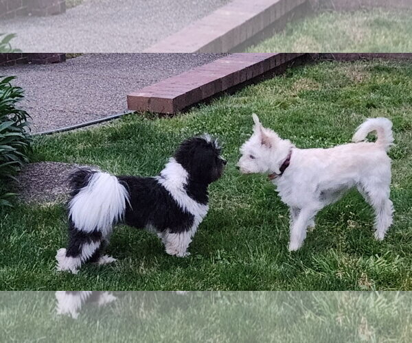 Medium Photo #4 Cairn Terrier-Unknown Mix Puppy For Sale in Milwaukie, OR, USA