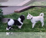 Small #3 Cairn Terrier Mix