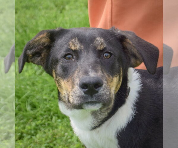 Medium Photo #2 Shepweiller Puppy For Sale in Huntley, IL, USA