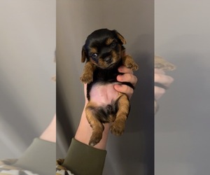 Yorkshire Terrier Puppy for sale in CARTHAGE, TN, USA