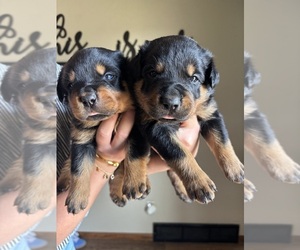 Rottweiler Puppy for sale in UNION, IA, USA