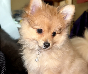 Pomeranian Puppy for sale in COLUMBIA, MO, USA