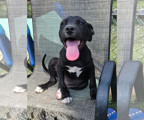 Medium Photo #1 Staffordshire Bull Terrier-Unknown Mix Puppy For Sale in Tracy City, TN, USA
