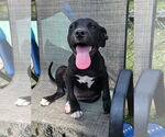 Small Staffordshire Bull Terrier Mix