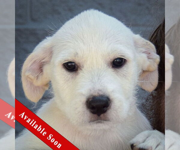 Medium Photo #1 Mutt Puppy For Sale in Huntley, IL, USA
