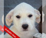 Small Mutt