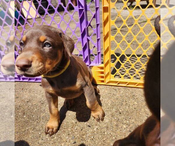 Medium Photo #3 Doberman Pinscher Puppy For Sale in Buffalo, MN, USA