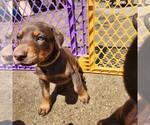 Small #2 Doberman Pinscher