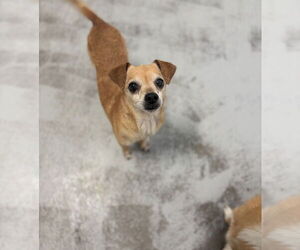 Chihuahua Dogs for adoption in Studio City, CA, USA