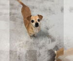 Small Chihuahua