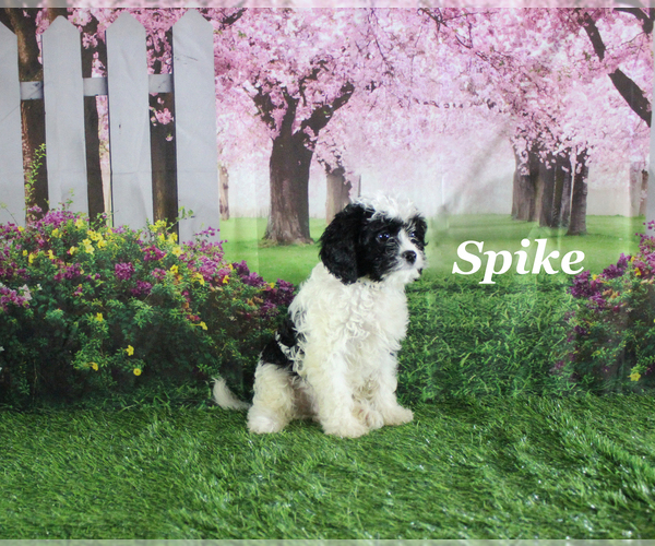 Medium Photo #19 Cavapoo Puppy For Sale in CHANUTE, KS, USA