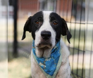 Labrador Retriever-Unknown Mix Dogs for adoption in San Antonio, TX, USA