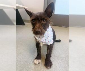 Mutt Dogs for adoption in San Martin, CA, USA
