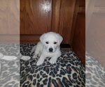 Small Photo #4 Labrador Retriever Puppy For Sale in PRINCETON, MN, USA