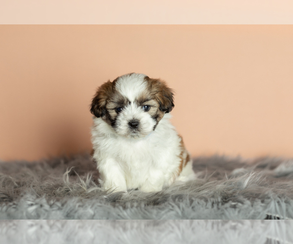 Medium Photo #7 Zuchon Puppy For Sale in WOLCOTTVILLE, IN, USA