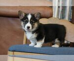 Small #7 Pembroke Welsh Corgi