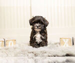 Small Photo #5 Poodle (Toy)-Zuchon Mix Puppy For Sale in WARSAW, IN, USA