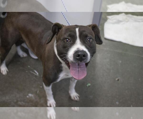Medium Photo #1 American Pit Bull Terrier-Unknown Mix Puppy For Sale in Mountain Home, AR, USA