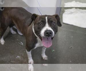 American Pit Bull Terrier-Unknown Mix Dogs for adoption in Mountain Home, AR, USA