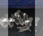 Small Photo #33 American Bully Puppy For Sale in BATON ROUGE, LA, USA