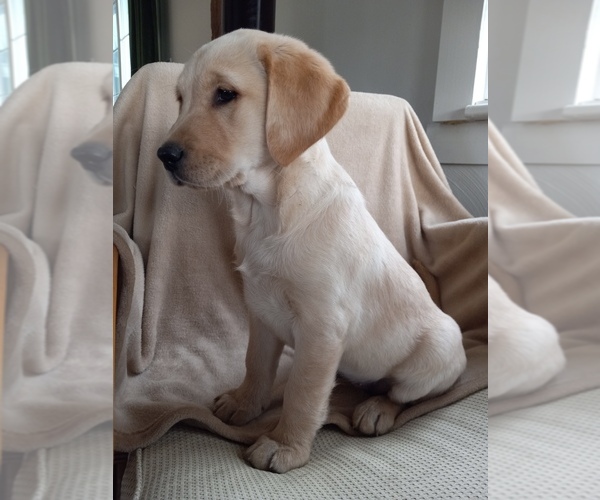 Medium Photo #1 Golden Labrador Puppy For Sale in DUNDEE, NY, USA