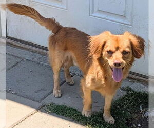 Cash - Male Maltese-Unknown Mix Dog for Adoption - Photo #7