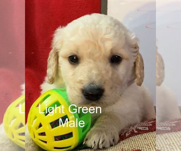 Medium Photo #3 Goldendoodle Puppy For Sale in PORTSMOUTH, OH, USA
