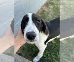 Small #3 English Springer Spaniel Mix
