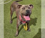Small Photo #2 Mutt Puppy For Sale in Las Vegas, NV, USA