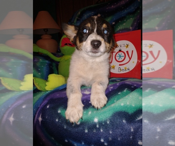 Medium Photo #91 Cowboy Corgi Puppy For Sale in GALLEGOS, NM, USA