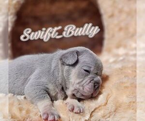 French Bulldog Puppy for sale in SAN FRANCISCO, CA, USA