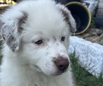 Puppy Puppy 4 Chunk Australian Shepherd