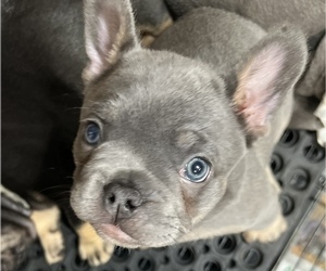 French Bulldog Puppy for sale in LOUISVILLE, KY, USA