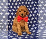 Small Photo #4 Poodle (Toy) Puppy For Sale in LINCOLN UNIV, PA, USA