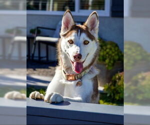 Siberian Husky Dogs for adoption in Ventura, CA, USA