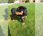 Small Photo #11 Rottweiler Puppy For Sale in STEUBENVILLE, OH, USA