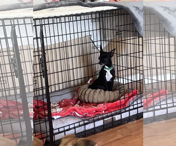 Medium Photo #1 Chihuahua-Unknown Mix Puppy For Sale in Chandler, AZ, USA