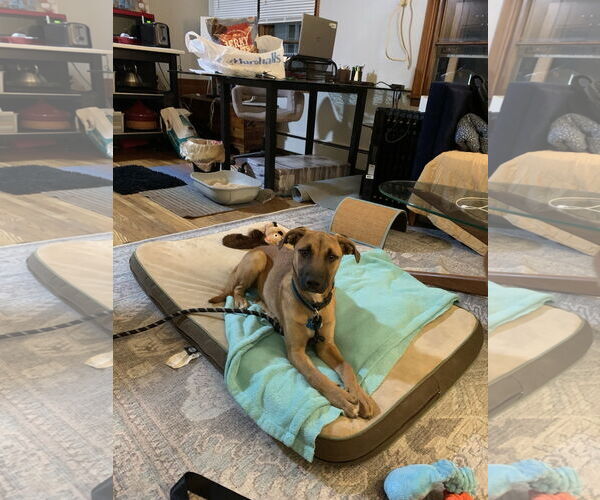 Medium Photo #2 Black Mouth Cur-Unknown Mix Puppy For Sale in Minneapolis, MN, USA