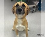 Small #1 Labrador Retriever Mix