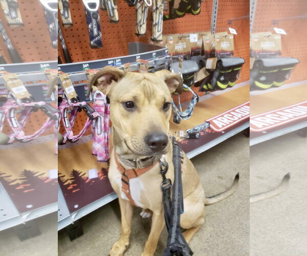 Medium Photo #14 Mutt Puppy For Sale in Oro Medonte, Ontario, Canada