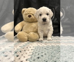 Small Photo #16 English Cream Golden Retriever Puppy For Sale in PINEHURST, TX, USA